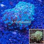 LiveAquaria® Cultured Hammer Coral (click for more detail)
