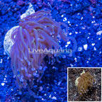 LiveAquaria® Cultured Torch Coral (click for more detail)