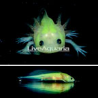 Neon Leucistic Axolotl (click for more detail)