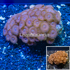 Zoanthus Coral Vietnam (click for more detail)