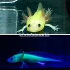 Neon Leucistic Axolotl (click for more detail)