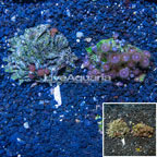 Two Pack Zoanthus Coral Indonesia (click for more detail)