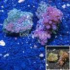 Two Pack Zoanthus Coral Vietnam (click for more detail)