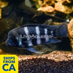 Frontosa Cichlid (click for more detail)