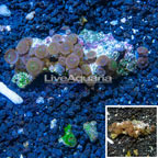 Zoanthus Coral Vietnam (click for more detail)