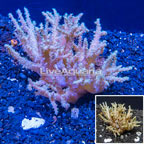 Sinularia Leather Coral Vietnam (click for more detail)