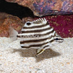 Common Stripey (click for more detail)