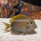 Epaulette Surgeonfish (click for more detail)