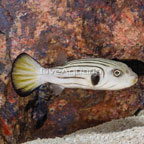 Narrow-Lined Puffer (click for more detail)