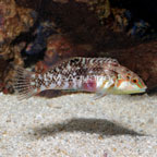 Pearly Wrasse (click for more detail)
