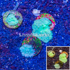 LiveAquaria® Three Pack Cultured Cabbage Leather Coral (click for more detail)