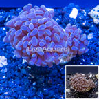 LiveAquaria® Cultured Hammer Coral (click for more detail)