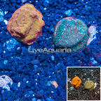 LiveAquaria® Two Pack Cultured Leptoseris Coral (click for more detail)