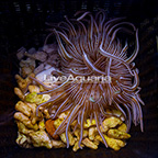 Long Tentacle Anemone Purple (click for more detail)