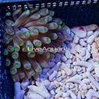 Condy Anemone (click for more detail)