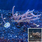 LiveAquaria® Two Pack Cultured Purple Sea Whip (click for more detail)