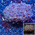 LiveAquaria® Cultured Hammer Coral (click for more detail)