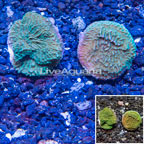 LiveAquaria® Two Pack Cultured Montipora Coral (click for more detail)