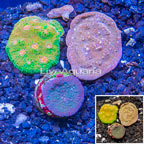 LiveAquaria® Three Pack Cultured Ultra Chalice Coral (click for more detail)