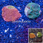 LiveAquaria® Two Pack Cultured Montipora Coral (click for more detail)