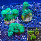 LiveAquaria® Three Pack Cultured Pocillopora Coral (click for more detail)