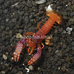 Daum's Reef Lobster (click for more detail)