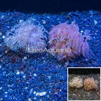 LiveAquaria® Two Pack Cultured Xenia and Glove Polyp Coral (click for more detail)