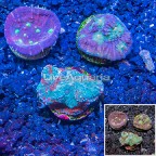 LiveAquaria® Three Pack Cultured Chalice Coral and Acan Brain Coral (click for more detail)
