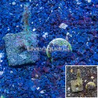LiveAquaria® Two Pack Cultured Sympodium and Sinularia Coral (click for more detail)