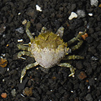 Pitho Crab (click for more detail)