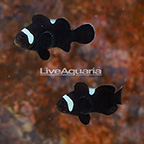 USA Captive-Bred Black Extreme Misbar Ocellaris Clownfish (Bonded Pair) (click for more detail)