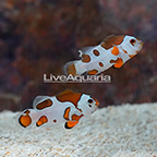 USA Captive-Bred Orange Storm Clownfish (Bonded Pair)[Blemish] (click for more detail)