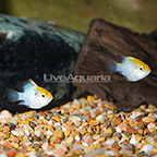 Platinum Balloon Ram (Pair) EXPERT ONLY (click for more detail)