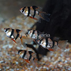 Veil Tail Tiger Barb (Group of 5) (click for more detail)