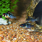 TCN Dark Blue Ram (Group of 3) EXPERT ONLY (click for more detail)