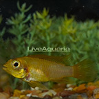 Flame Red Apistogramma Cichlid, Female (click for more detail)