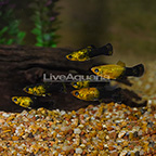 Gold and Black Molly, (Group of 6) (click for more detail)