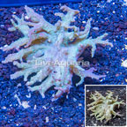 Sinularia Leather Coral Vietnam (click for more detail)