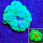 Bubble Coral Indonesia (click for more detail)