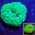 Pearl Bubble Coral Indonesia (click for more detail)
