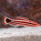 Peppermint Candy Cane Hogfish (click for more detail)