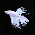 White Crowntail Betta, Male (click for more detail)