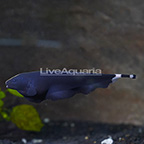 Black Ghost Knife Fish  (click for more detail)