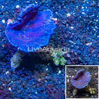 Photosynthetic Plating Blue Sponge Vietnam (click for more detail)