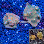 LiveAquaria® Two Pack Cultured Montipora Coral (click for more detail)