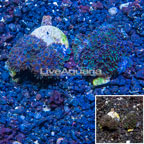 LiveAquaria® Two Pack Cultured Sympodium Coral (click for more detail)