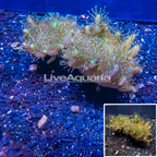Devil's Hand Leather Coral Vietnam (click for more detail)