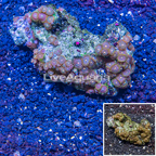 Zoanthus Coral Vietnam (click for more detail)