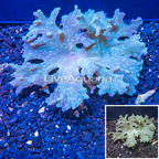 Green Cabbage Leather Coral Vietnam (click for more detail)