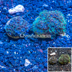 LiveAquaria® Two Pack Cultured Blue Sympodium Coral (click for more detail)